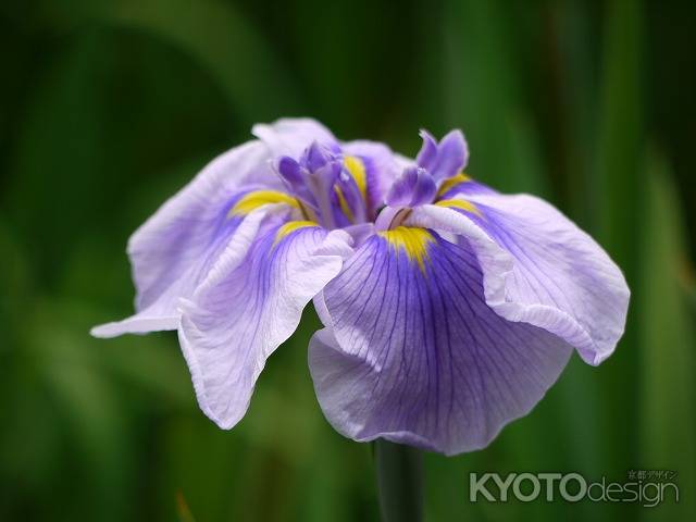 平安神宮神苑の菖蒲