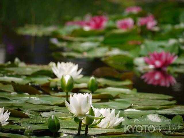 平安神宮神苑の睡蓮