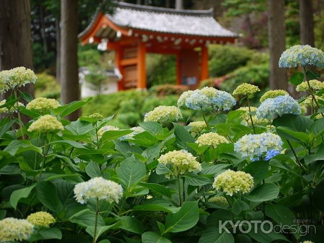 三室戸寺の紫陽花