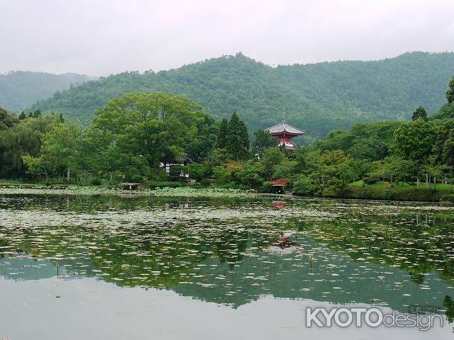 大覚寺　大沢の池　