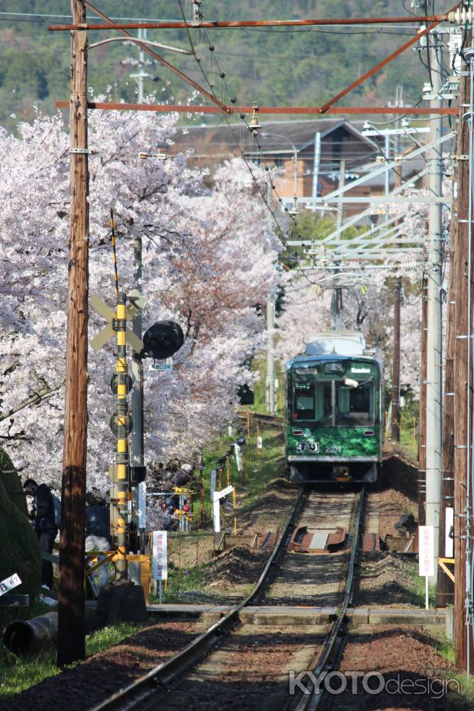 嵐電桜のトンネル