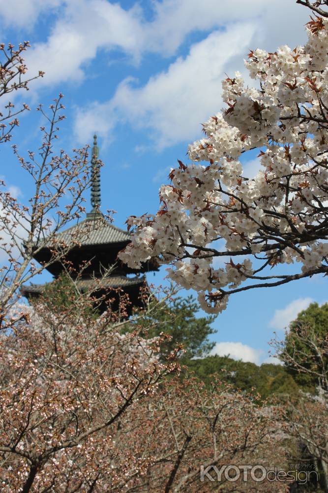 仁和寺　御室桜