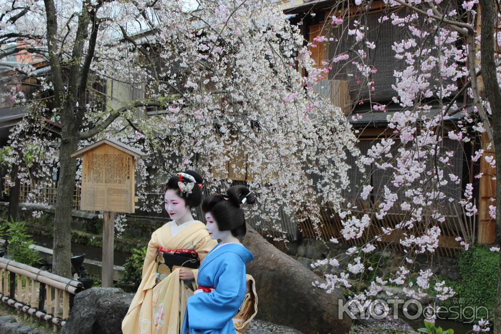 京都白川通りの桜