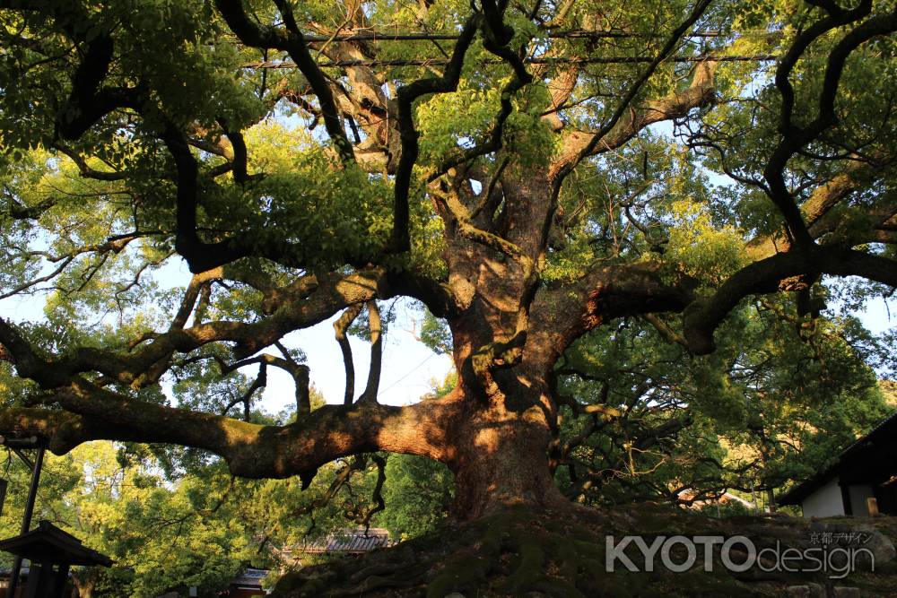 青蓮院の楠