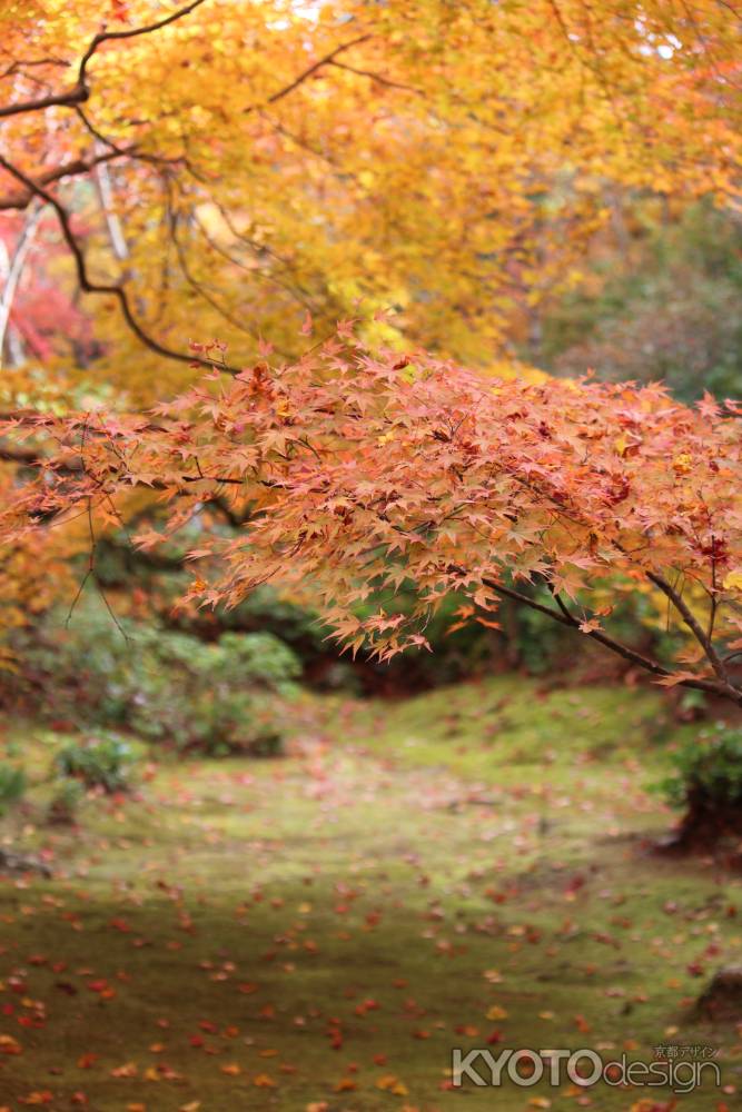 大河内山荘　紅葉狩り3