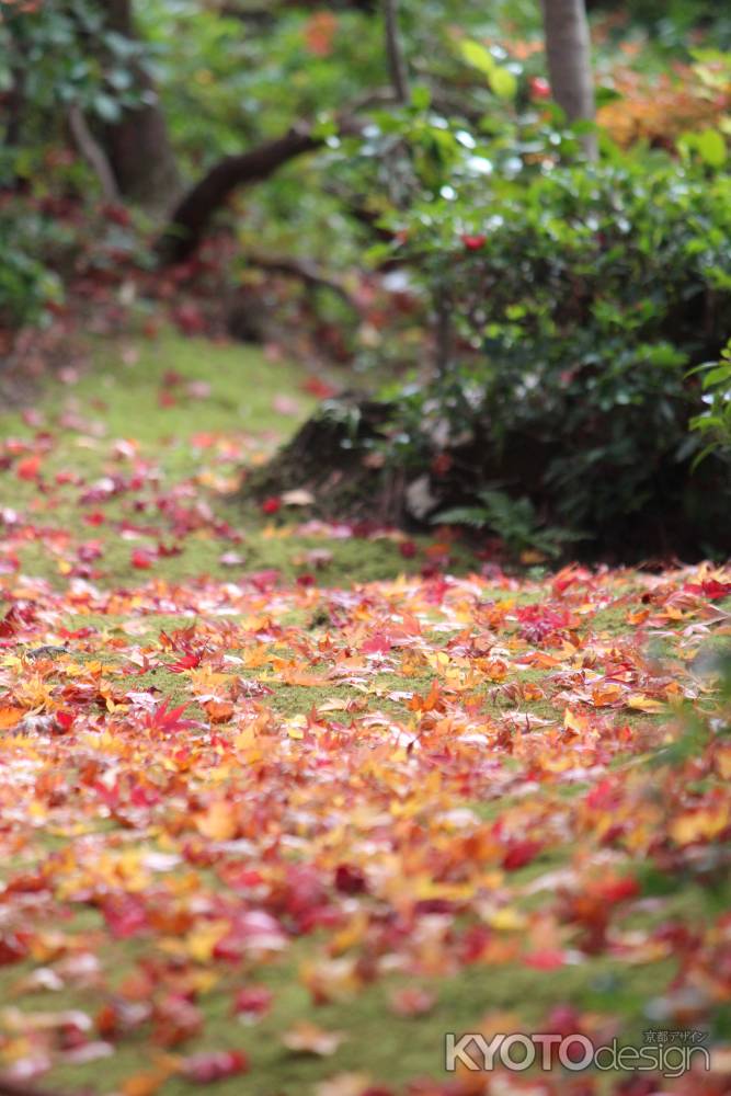 大河内山荘　紅葉狩り5