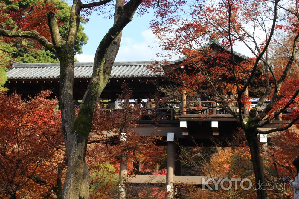 東福寺の紅葉と通天橋4