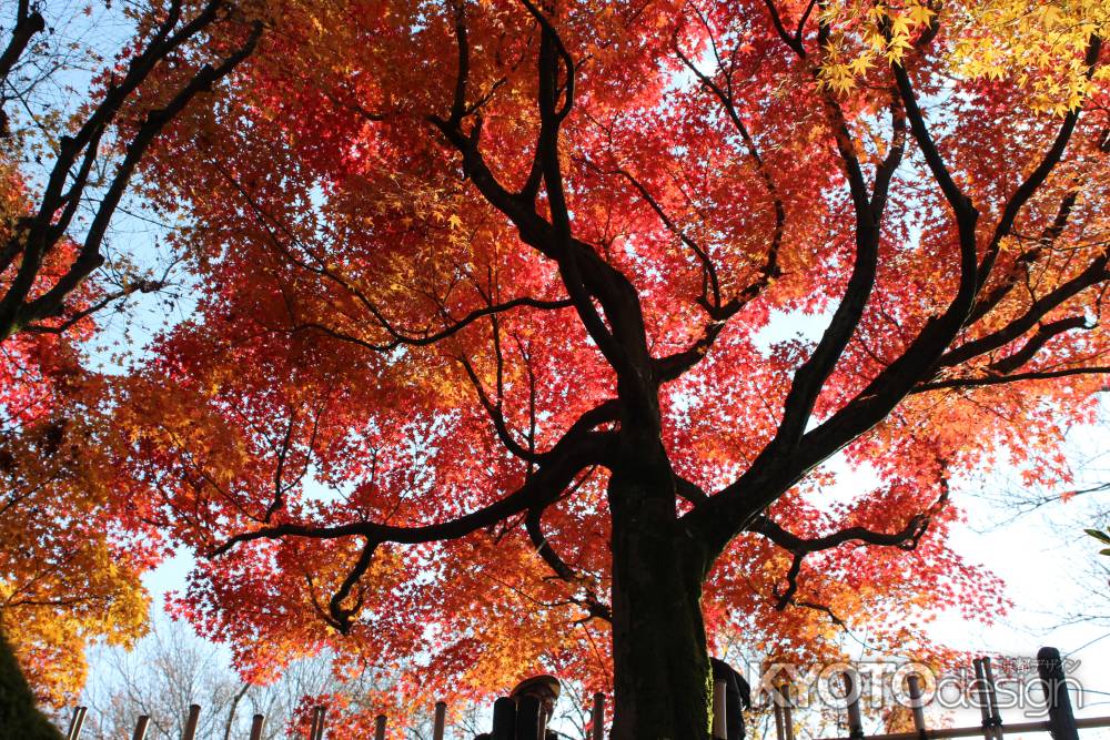 東福寺の紅葉3