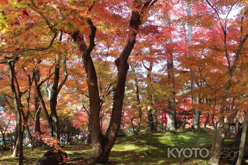 永観堂の紅葉1