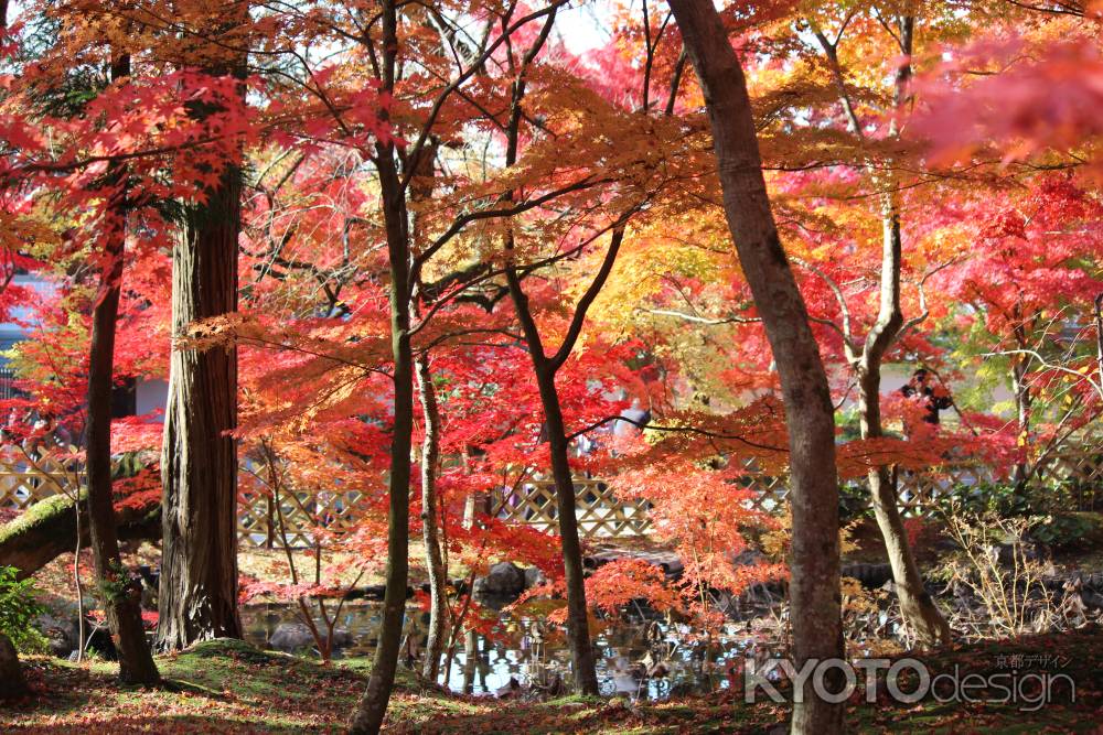 永観堂の紅葉6