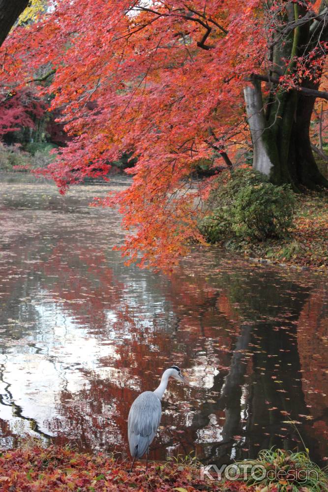 京都府立植物園-4