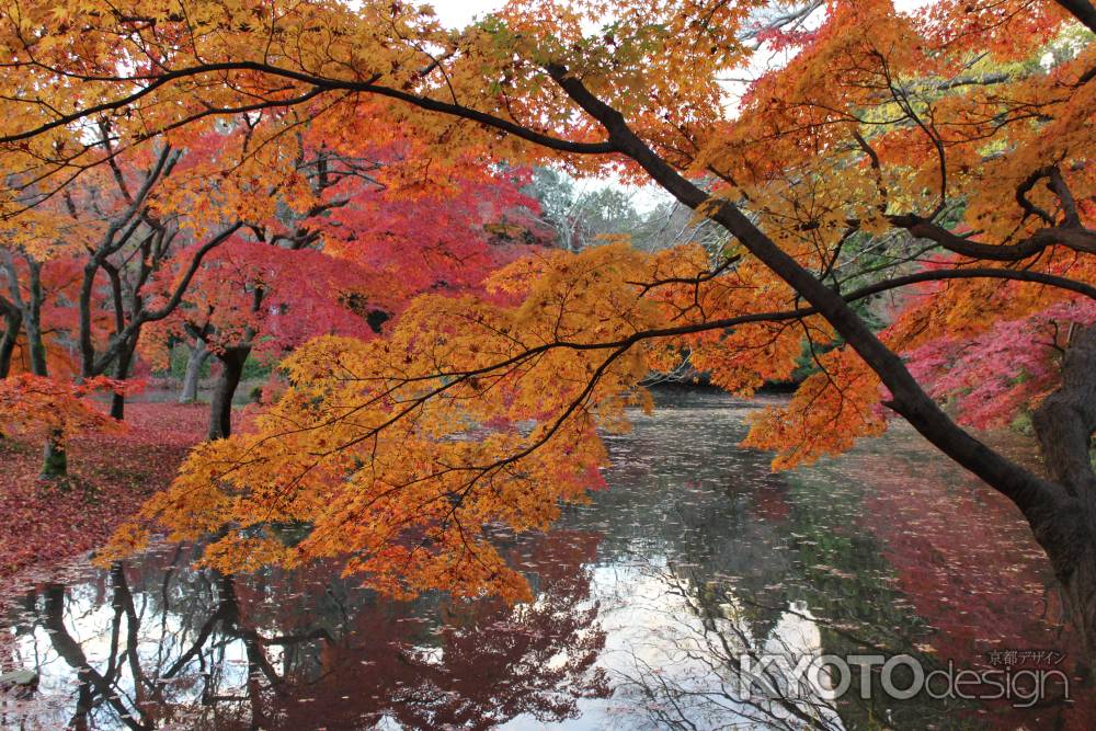 京都府立植物園-5