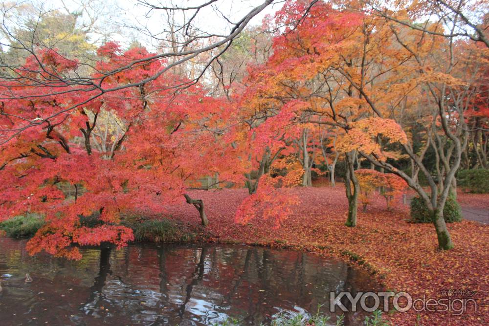 京都府立植物園-9