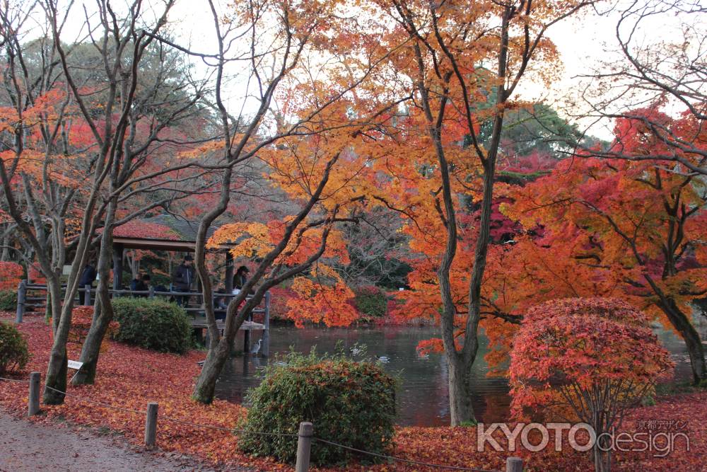 京都府立植物園-10