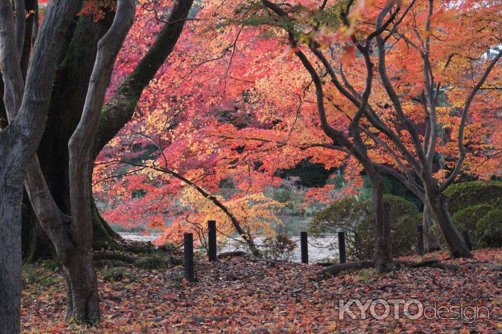 京都府立植物園-12