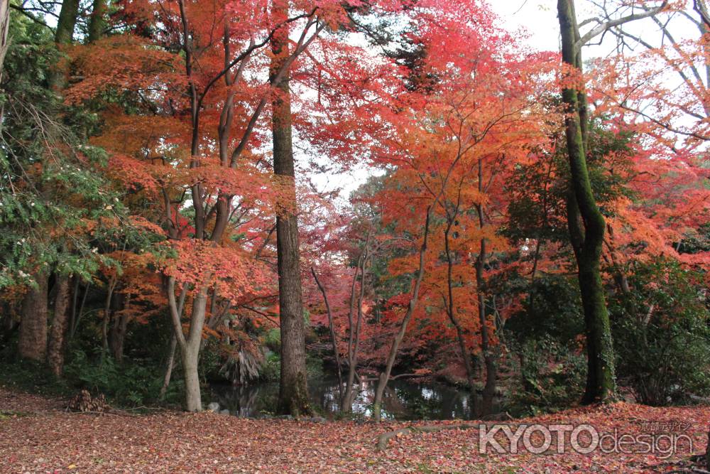 京都府立植物園-13