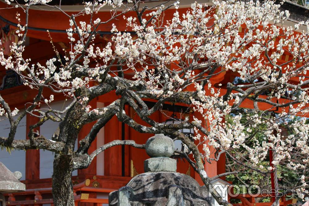 北野天満宮　梅