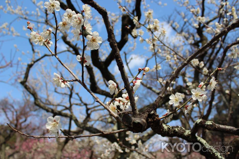 北野天満宮 白梅