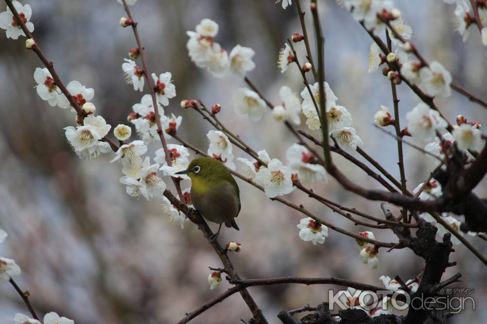 北野天満宮　鳥と梅