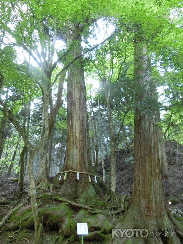 貴船神社　御神木　相生の杉