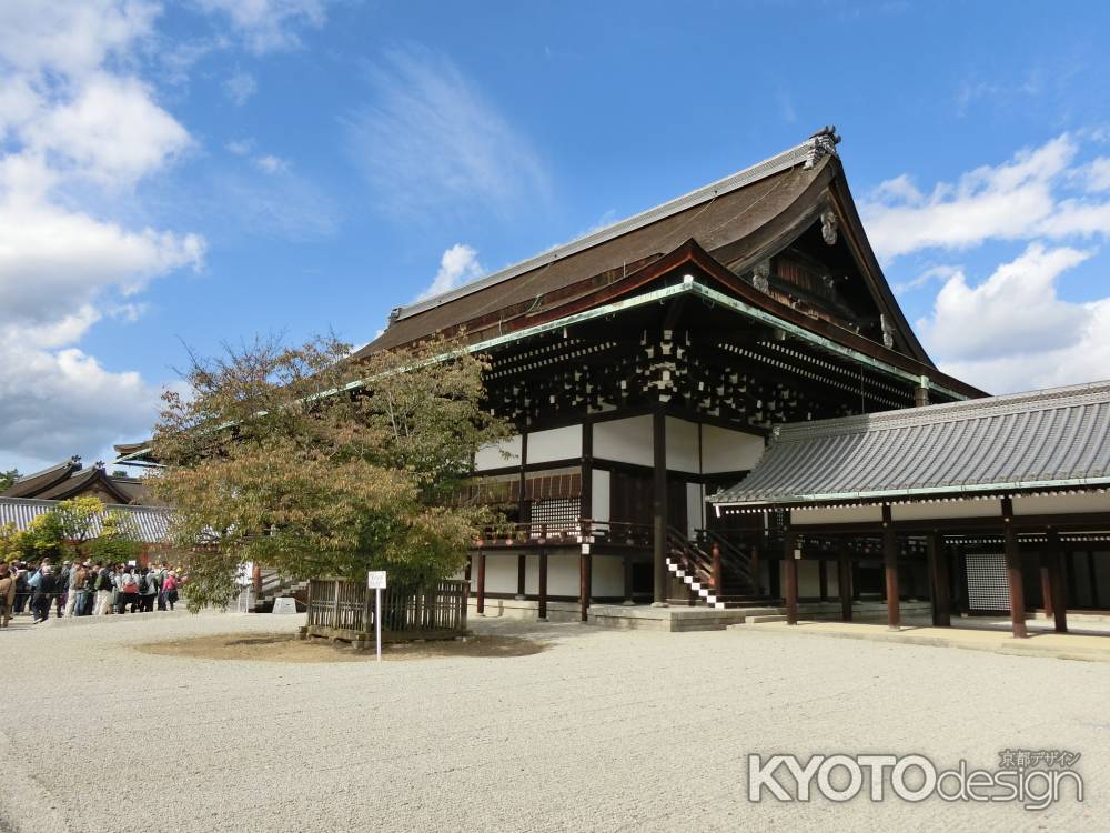 秋の京都御所一般公開 右近の桜
