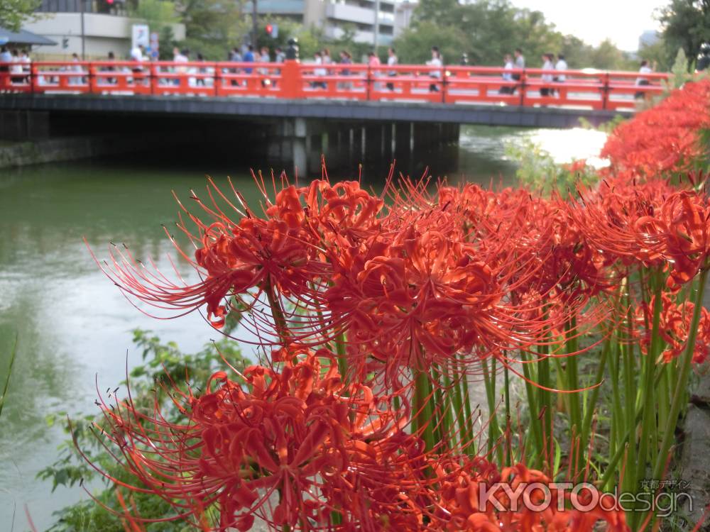 岡崎公園の彼岸花