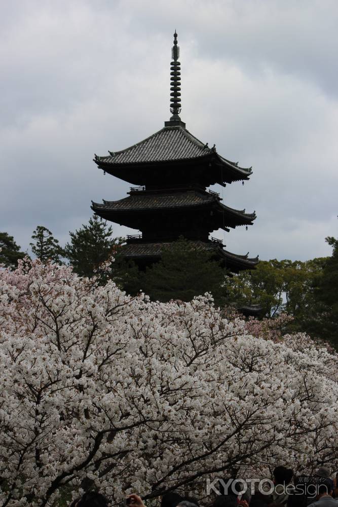 仁和寺御室桜と五重塔