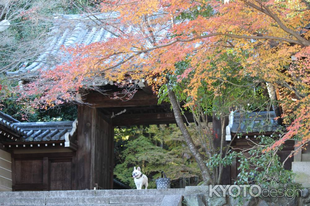 嵐山　虚空蔵法輪寺3