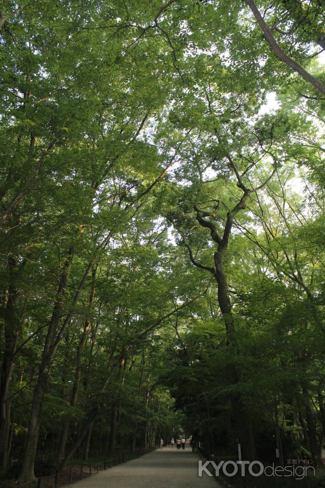 下鴨神社　糺の森２