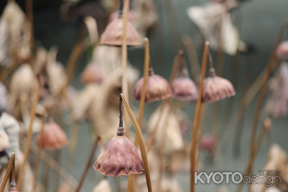 立ち枯れの蓮　知恩院