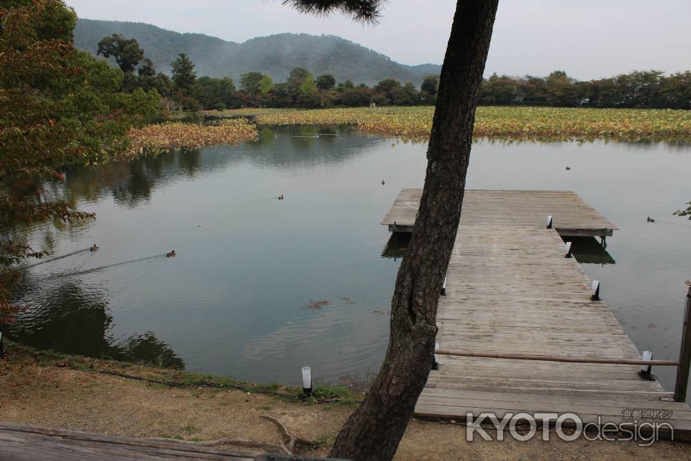 大覚寺　大沢池2