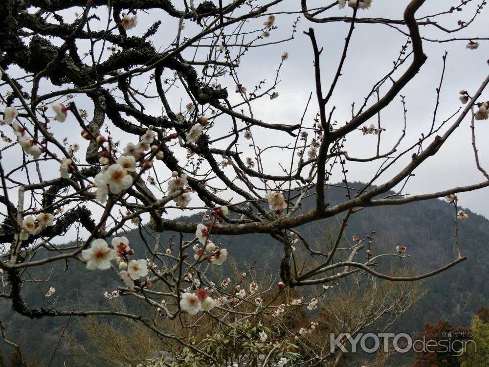 三千院