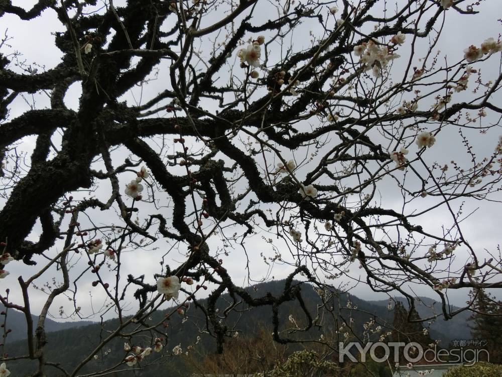 三千院