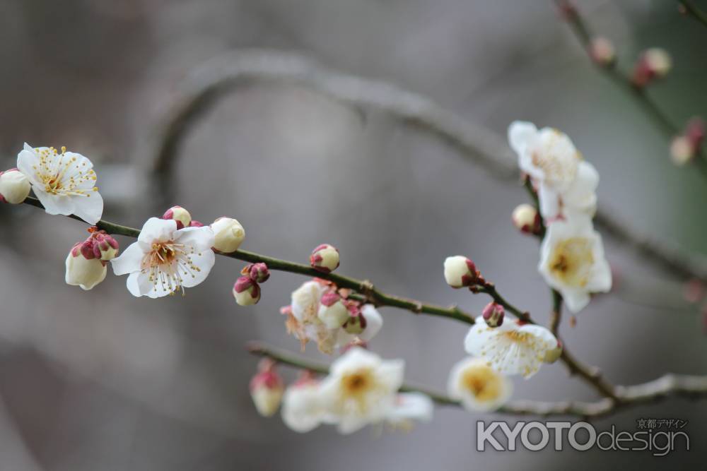 三千院　梅花