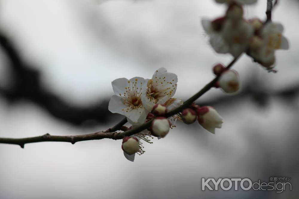 三千院　梅花2