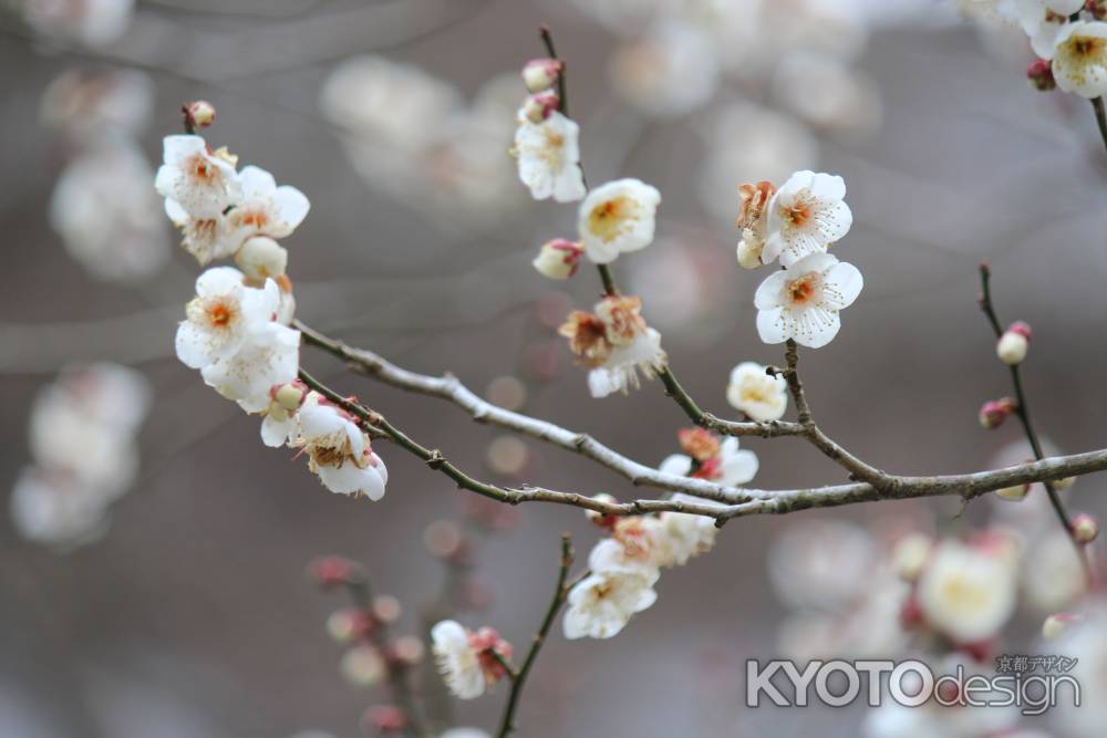 三千院　梅花3