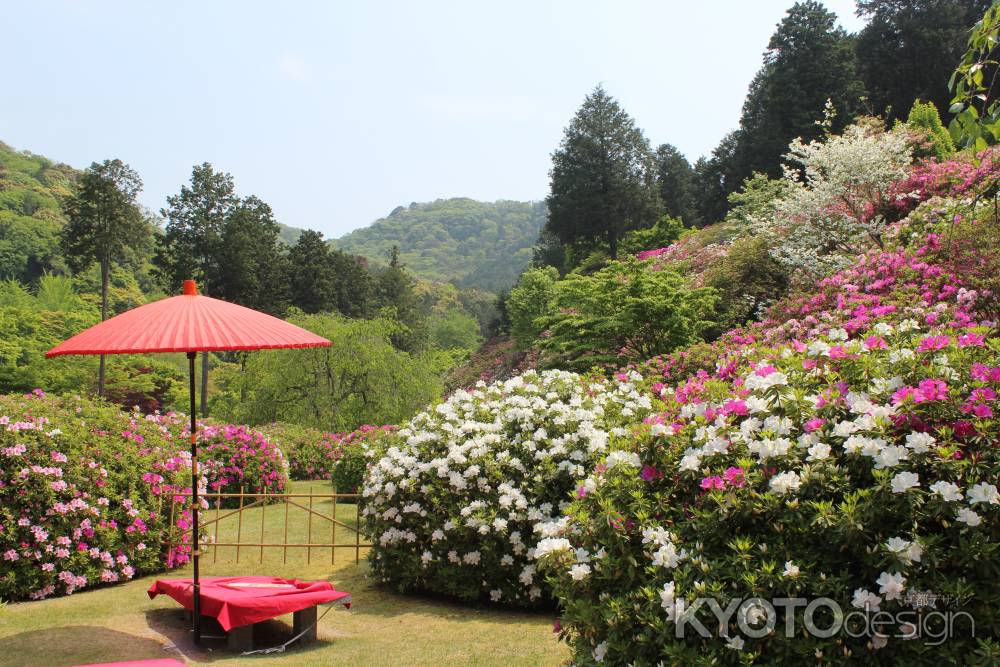 三室戸寺　つつじ