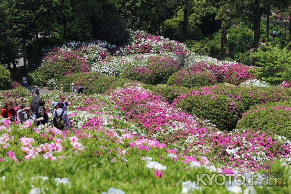 三室戸寺　つつじ2