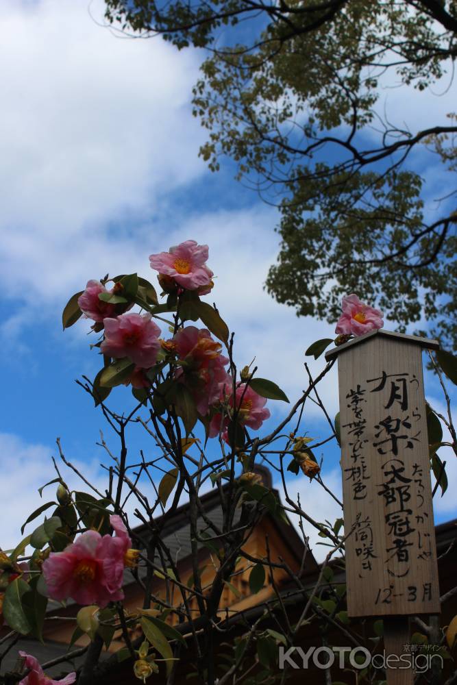 城南宮　有楽（太郎冠者）