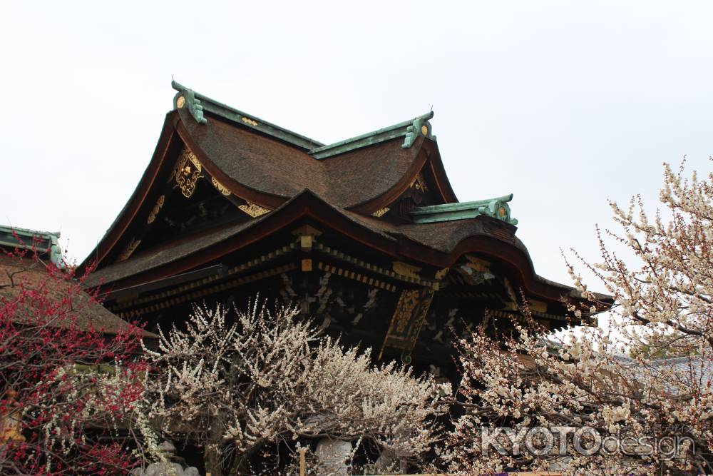 北野天満宮　梅