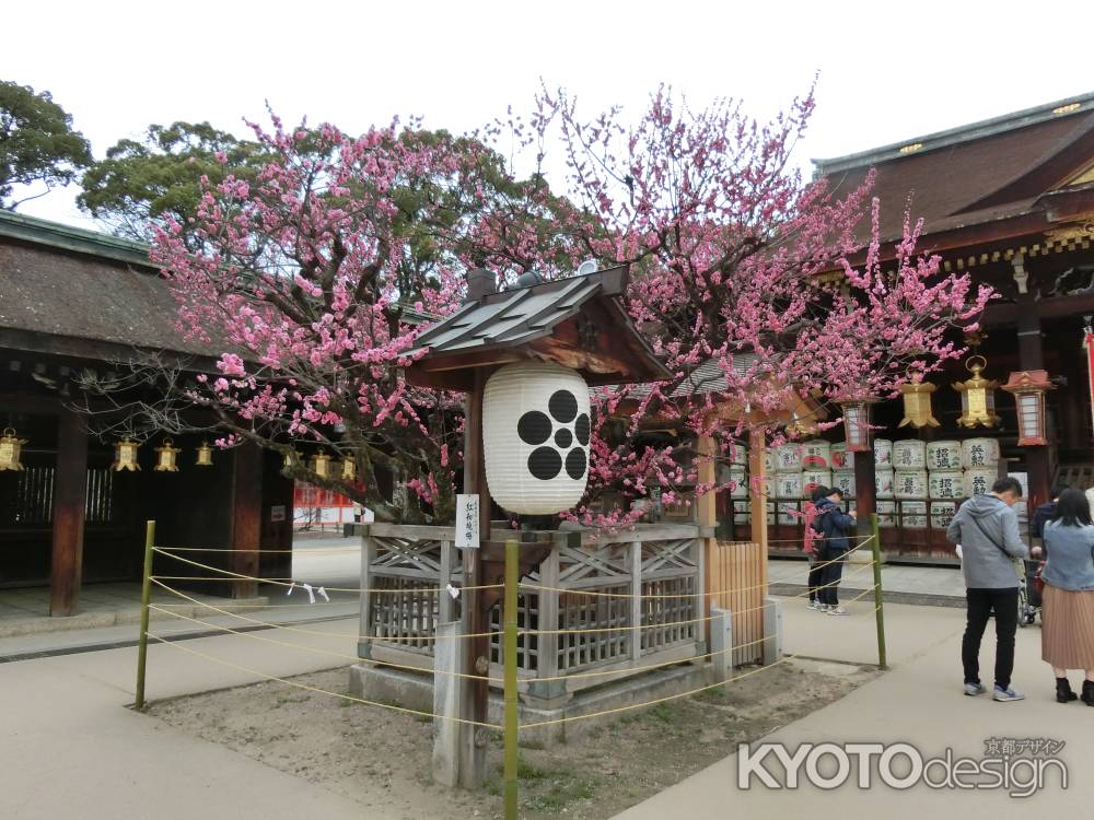 北野天満宮　紅和魂梅