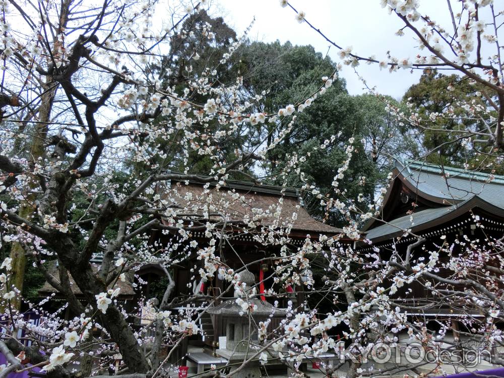 北野天満宮　梅