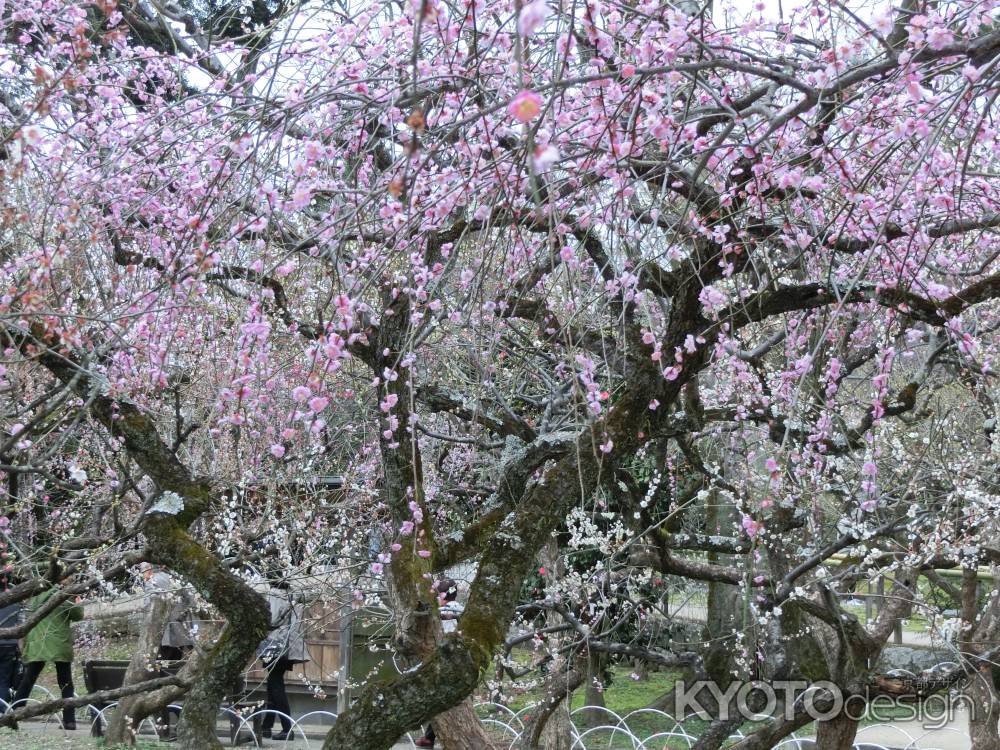 北野天満宮　梅林