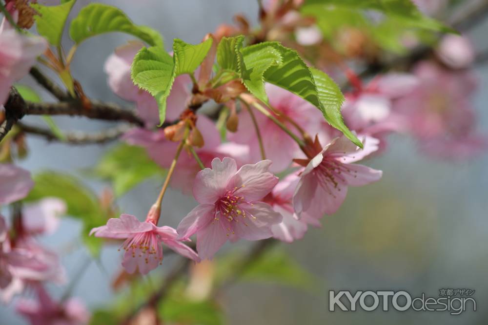 梅宮大社　桜