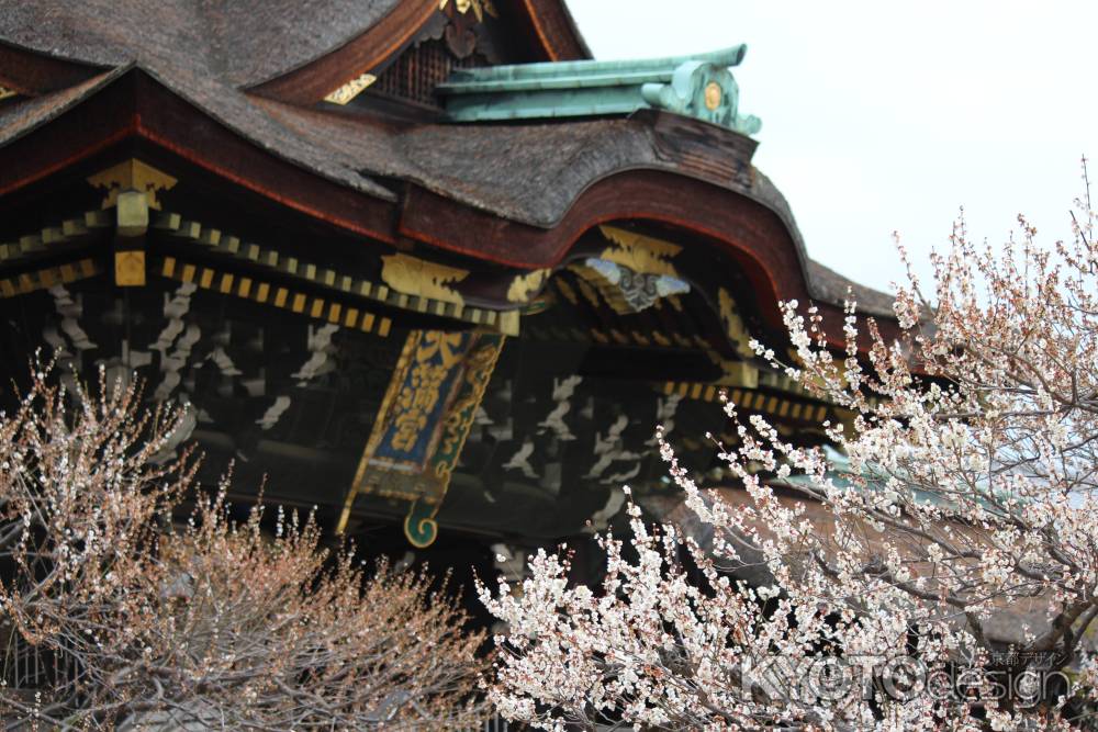 北野天満宮　梅4