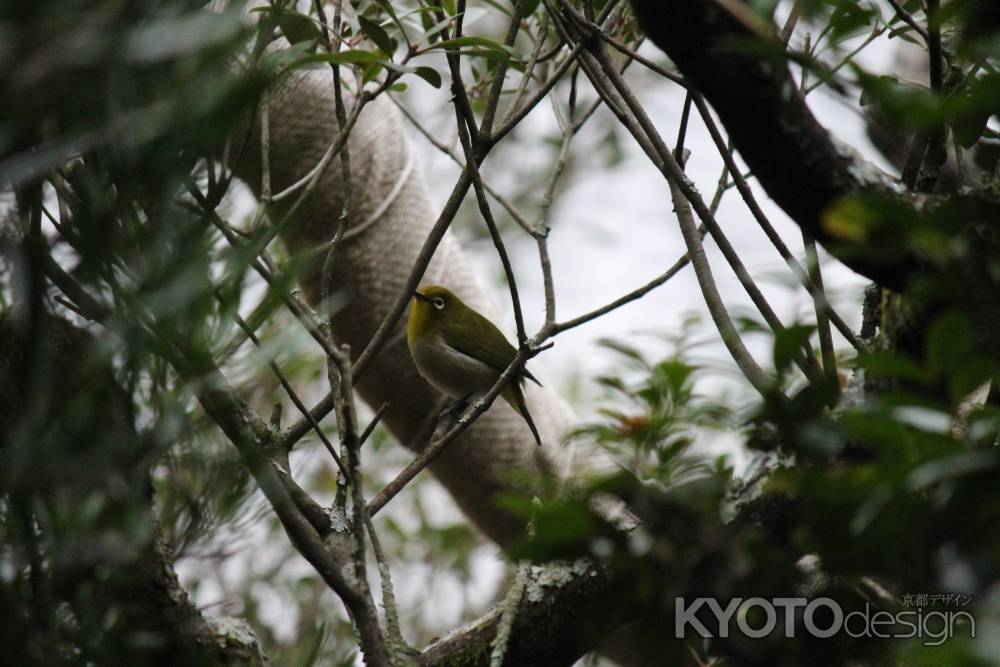 龍安寺　侘助とメジロ2