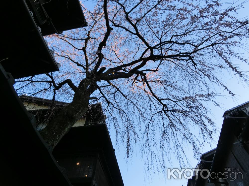 産寧坂の桜