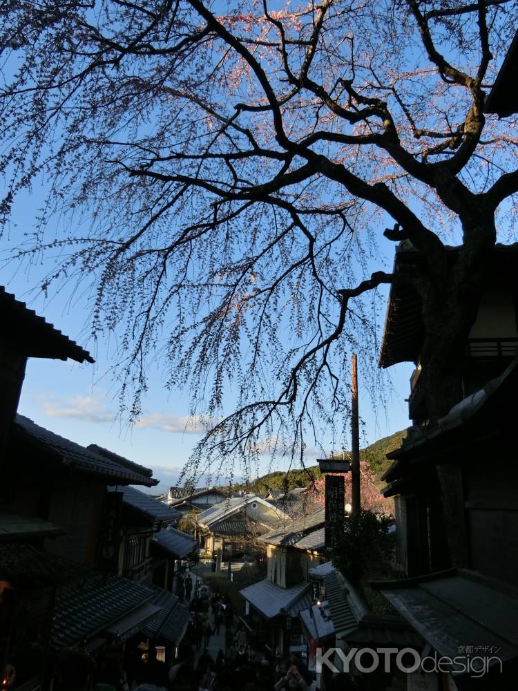 産寧坂の桜