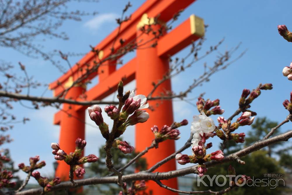 平安神宮大鳥居と桜