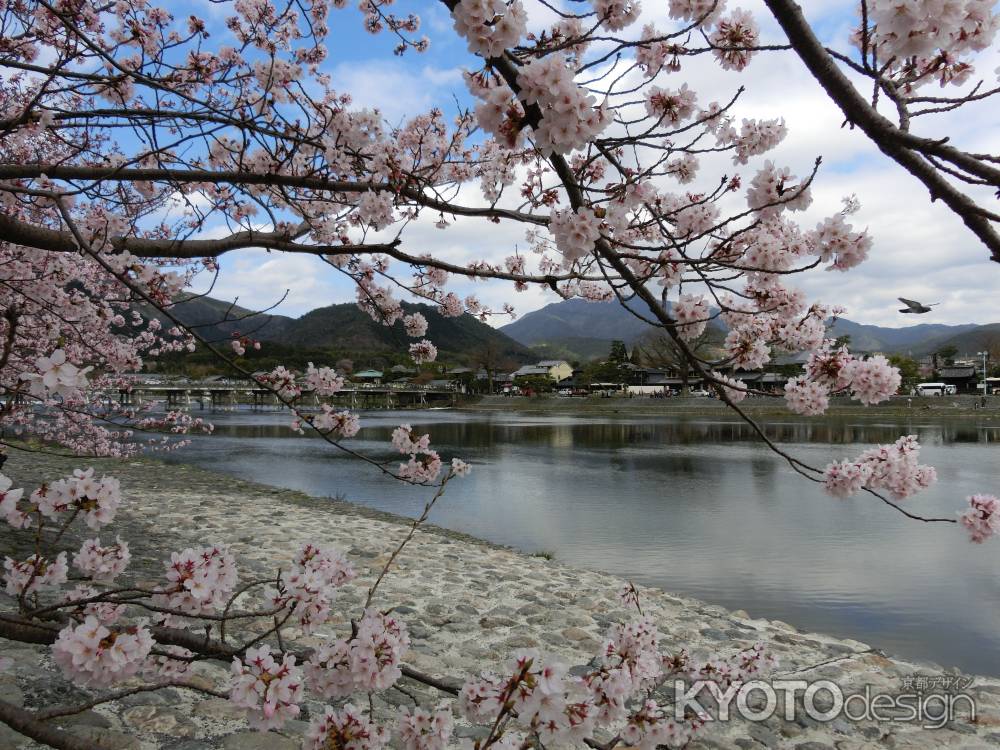 嵐山の桜①